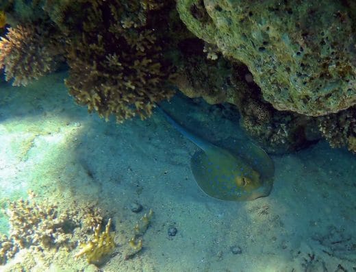 Anar Dive Center