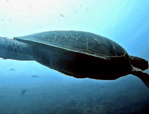 Big Whale dive center