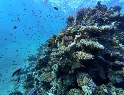 Blue Realm Dive Club