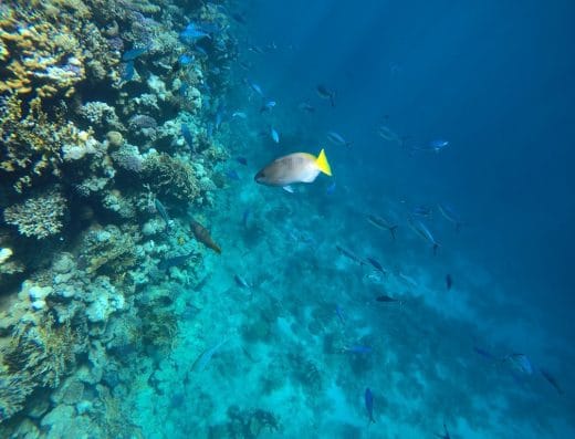 Bubbles Dive Club