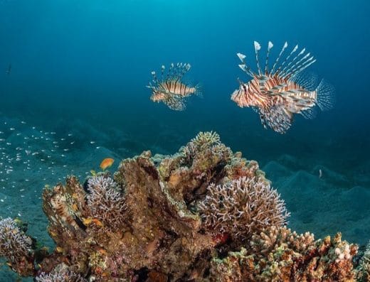 Diving redsea sharm