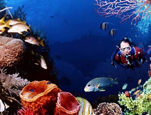 Diving World Sharm