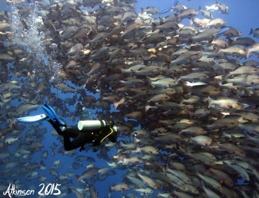 Emperor Divers Sharm El Sheikh