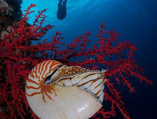 iDive Sharm