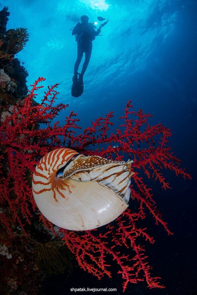 Dahab