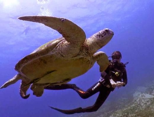 Reef Oasis Dive Club – Blue Bay