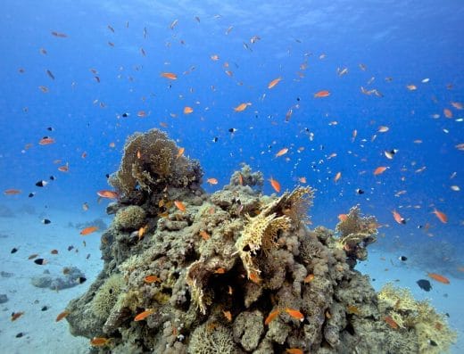 Sea Dancer Dive Resort