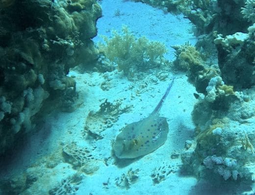 Sharm Divers Club