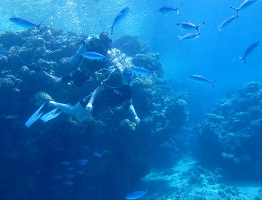 Sinai Dive Club